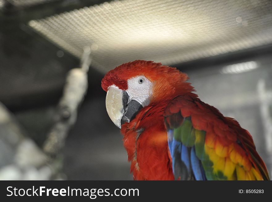 Brightly colored scarlet macaw in cage