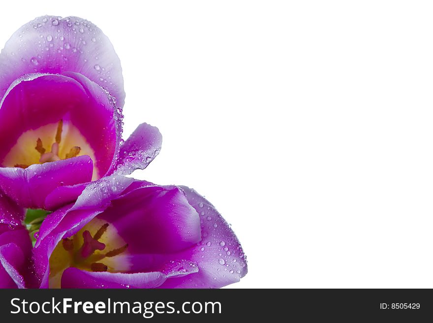 Three gentle fresh damp violet buds of tulips in a corner. Three gentle fresh damp violet buds of tulips in a corner