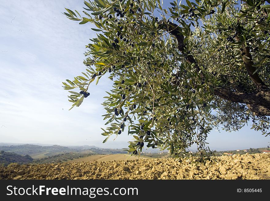 Olive grove in the hills with the blue sky. Olive grove in the hills with the blue sky