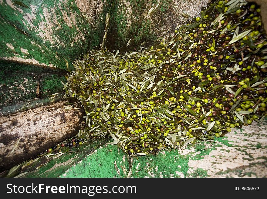 Hopper to the grinding of the olives for the production of