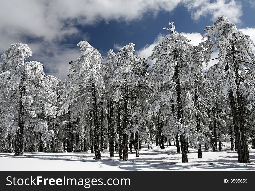 A snow landscape at troodos mountain in Cyprus. A snow landscape at troodos mountain in Cyprus