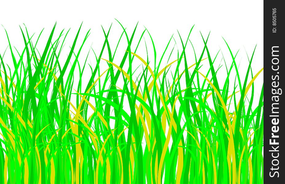 Green grass on white background, vector illustration