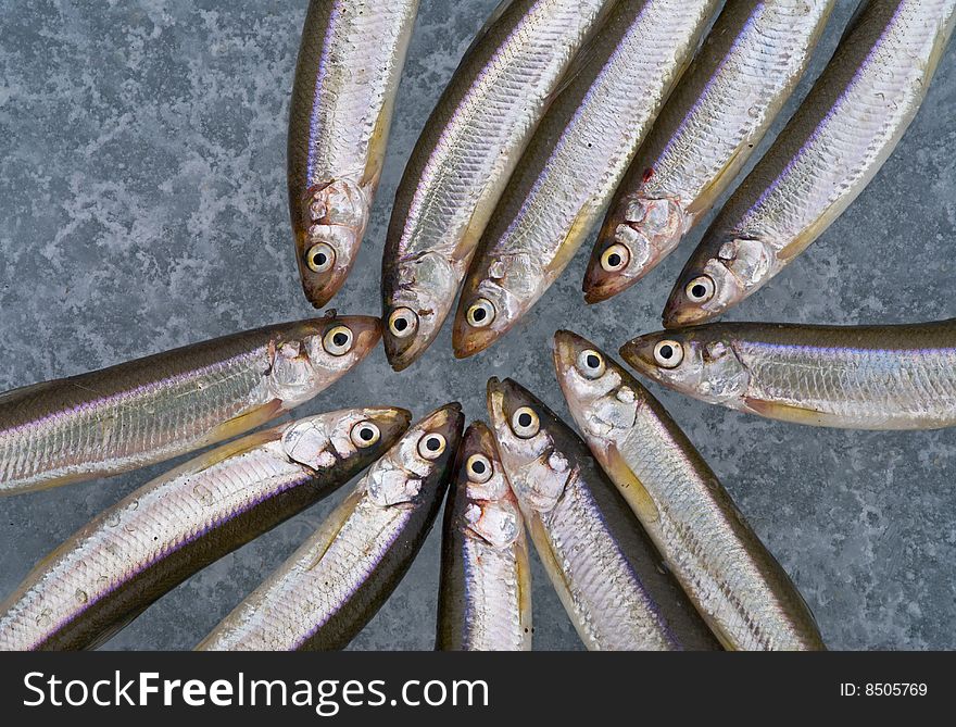 A close-up the fishes smelt on ice of river. A close-up the fishes smelt on ice of river.