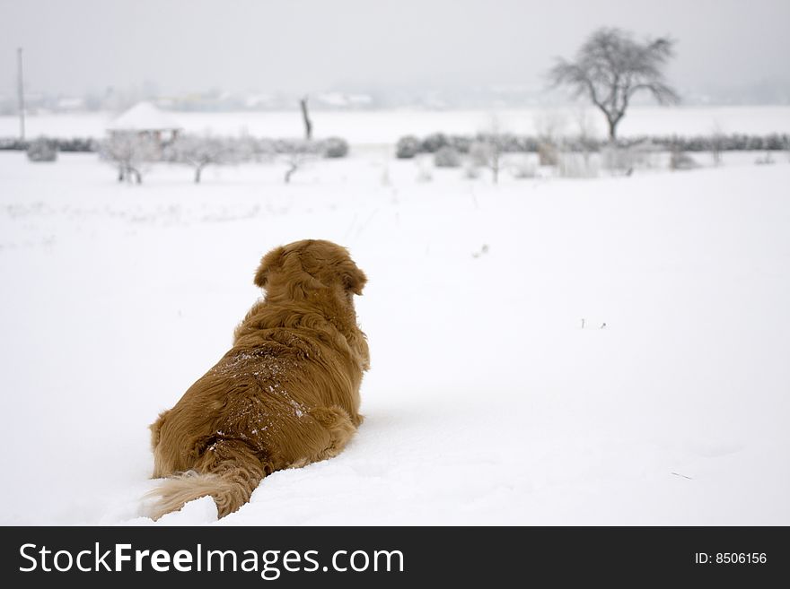 Dog In The Snow.