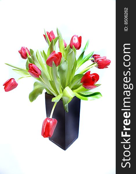 Red Tulip