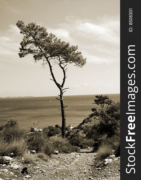 Lonely pine. Monochrome sepia toned version