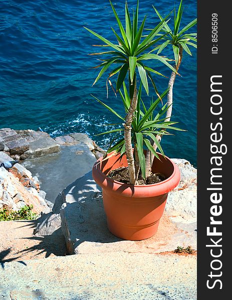 Green flower in pot on sea coastline