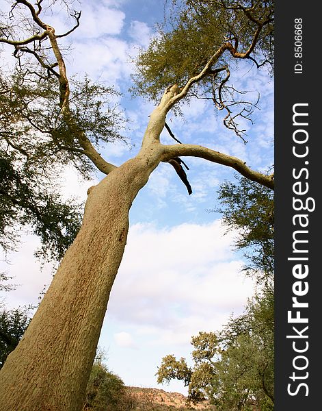 A deciduous thorny tree of the Acacia species, indigenous to the southeast areas in Africa. Grows mainly next to river banks or swampy areas. A deciduous thorny tree of the Acacia species, indigenous to the southeast areas in Africa. Grows mainly next to river banks or swampy areas.