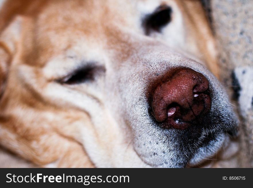 Close up detail of sleeping labrador with selective focus