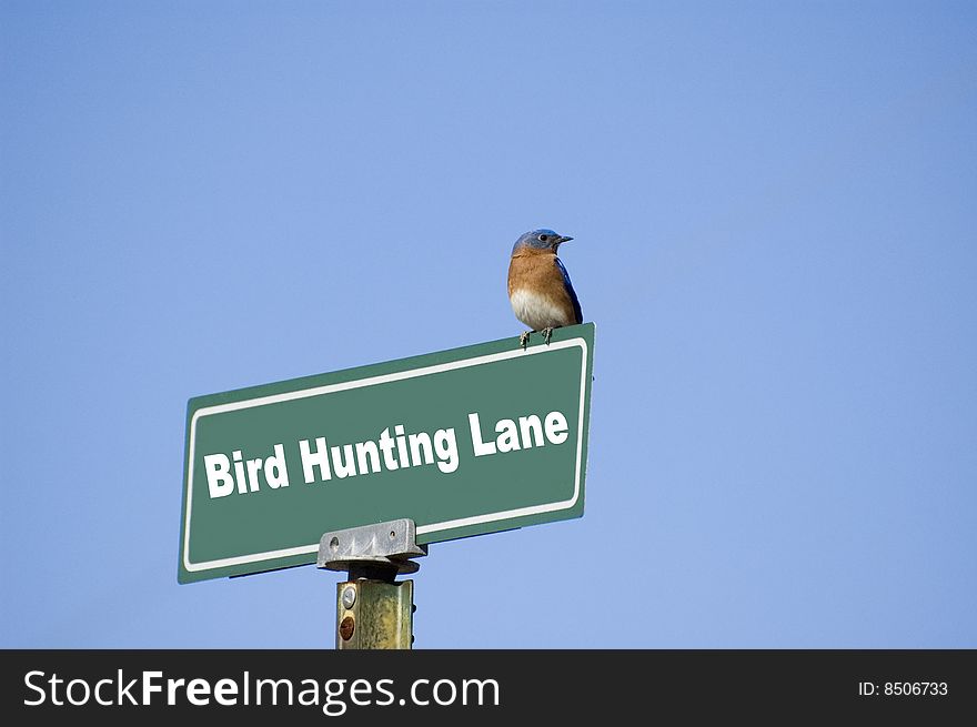 Young bird sitting on a street sign named Bird Hunting Lane. Young bird sitting on a street sign named Bird Hunting Lane