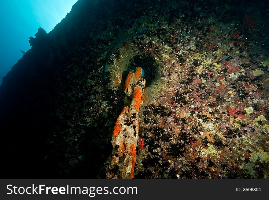 Wreck Thistlegorm 1941 taken in the red sea. Wreck Thistlegorm 1941 taken in the red sea.