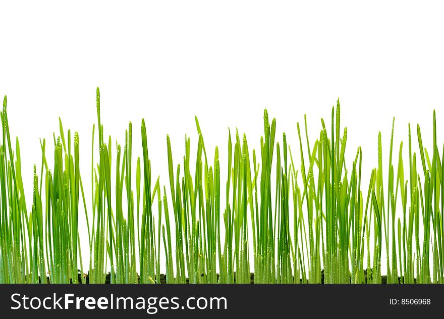 Sprouts of wheat which are represented on a white background. Sprouts of wheat which are represented on a white background