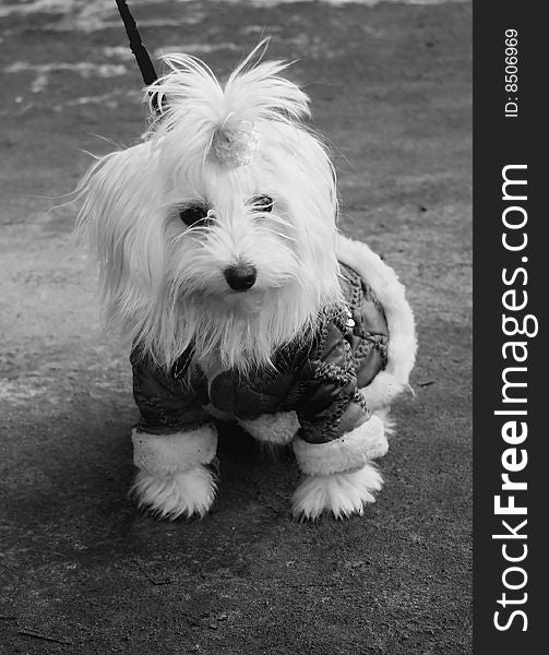 Fashionable Maltese dog, puppy, monochrome