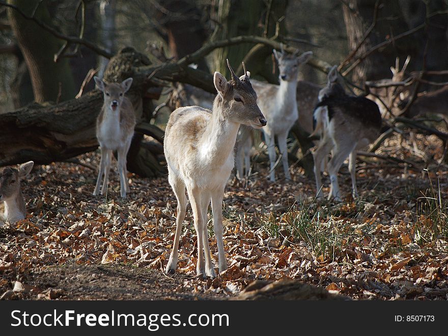 Young buck roe deer in richmond park, london. Young buck roe deer in richmond park, london