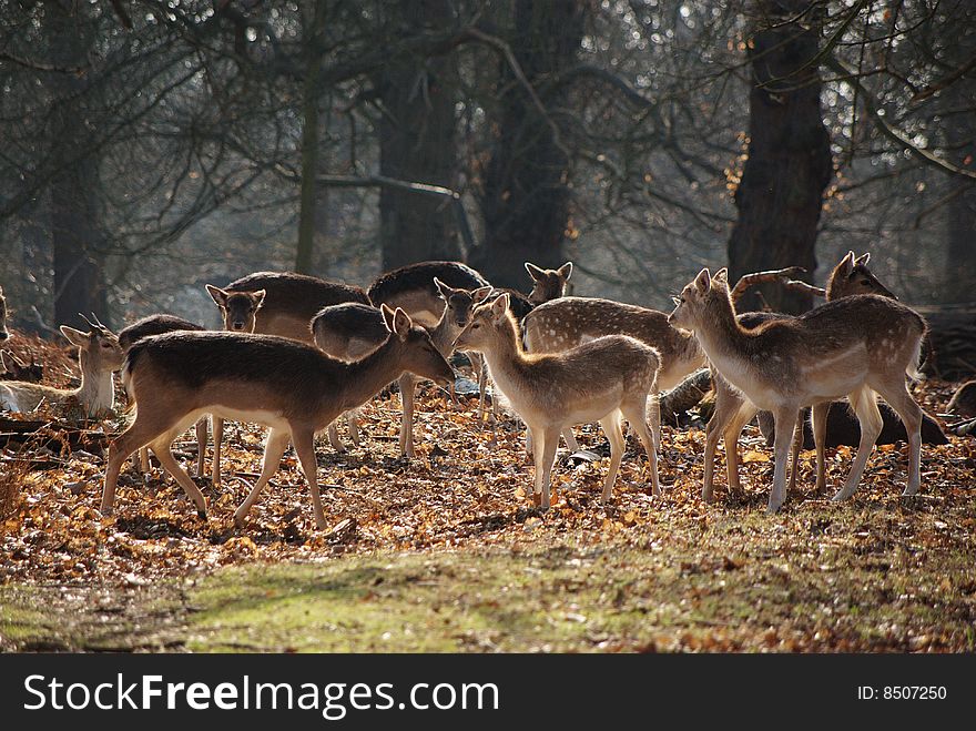 Young roe deer in richmond park, london. Young roe deer in richmond park, london