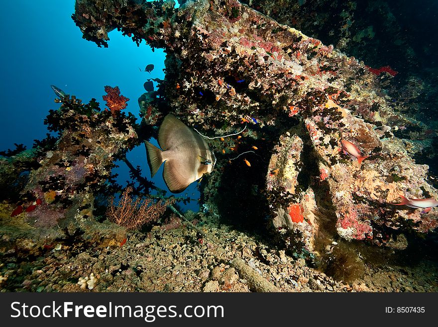 Spadefish on the Thistlegorm