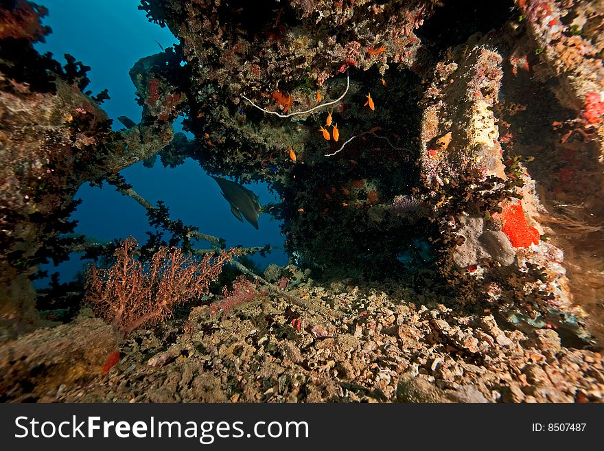 Tank Wagon On The Thistlegorm