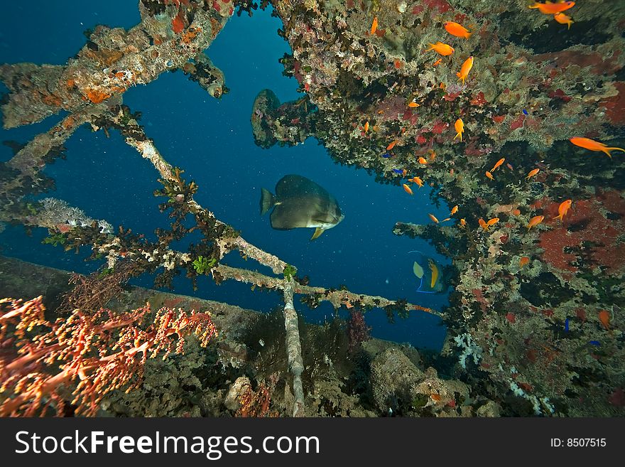 Tank Wagon On The Thistlegorm