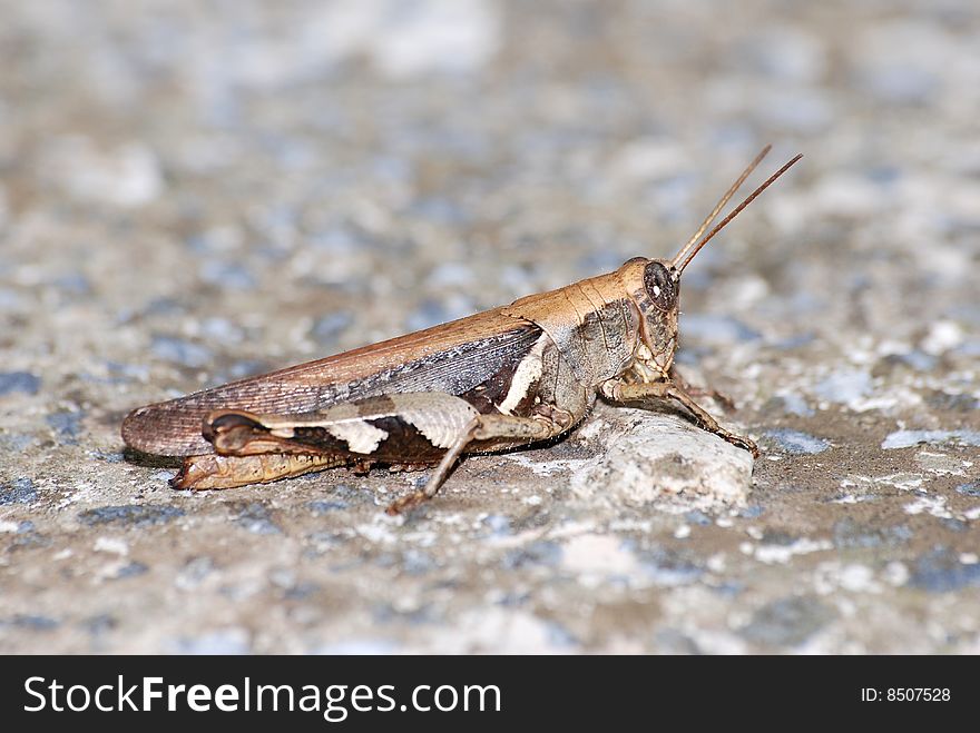 Locust with protective coloring rest on a stone. Locust with protective coloring rest on a stone