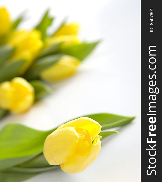 Fresh yellow tulips on white background