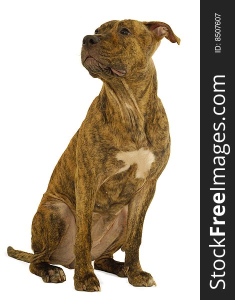 Staffordshire terrier dog