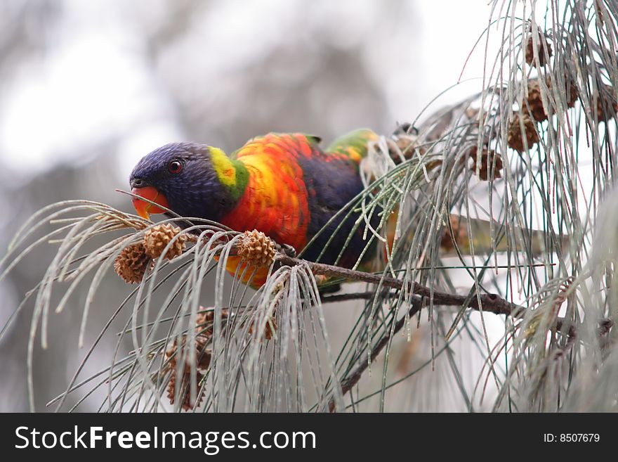 A multicolor bird typical from Australia. A multicolor bird typical from Australia