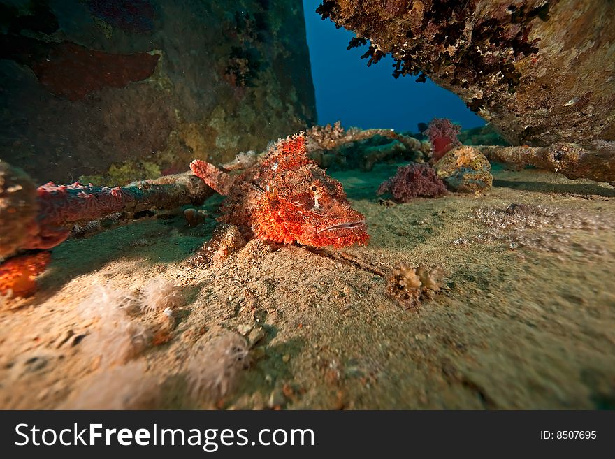 Scorpionfish on the Thistlegorm