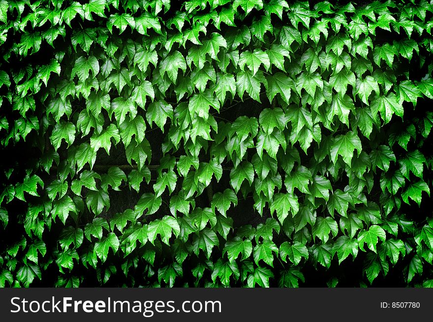 Closeup detail of green ivy on wall of building. Closeup detail of green ivy on wall of building