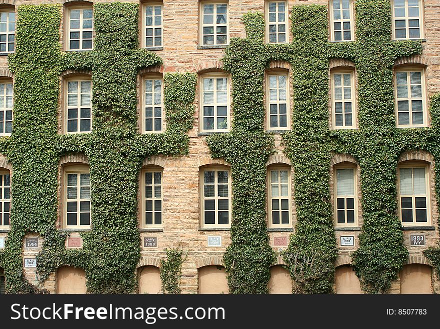 The ivy walls of a university
