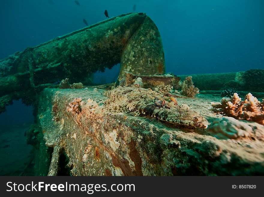 Croccodilefish on the Thistlegorm