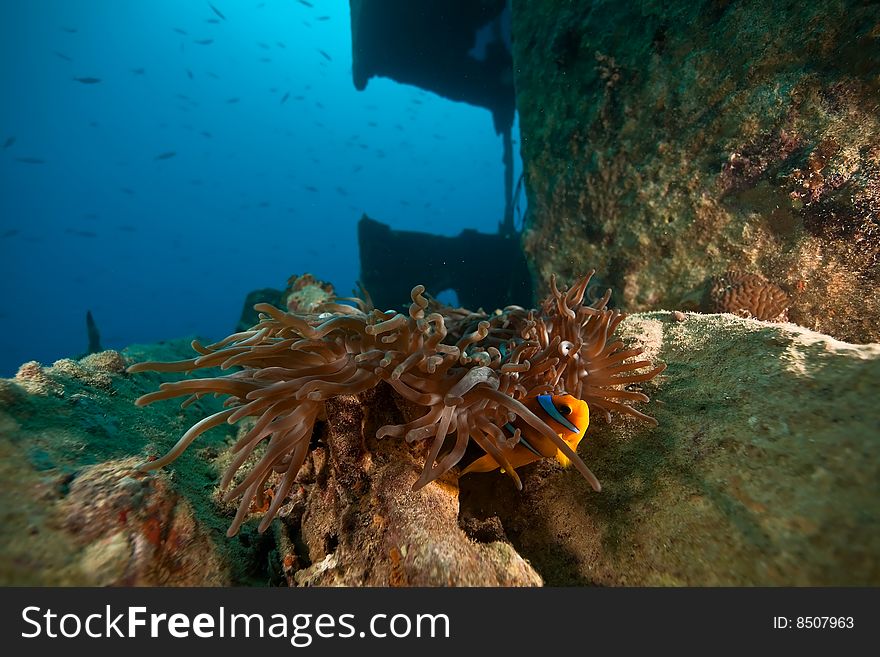 Anemone on the Thistlegorm