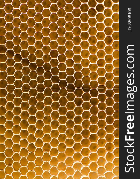 Macro shot of honeycomb cells