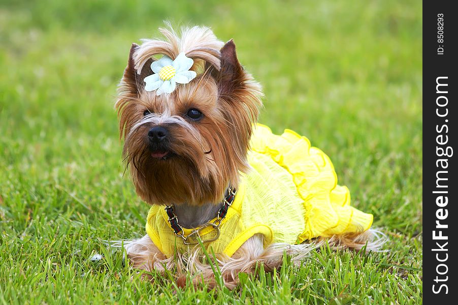 The Jorkshirsky terrier in a yellow dress and with a bow lies on a grass. The Jorkshirsky terrier in a yellow dress and with a bow lies on a grass