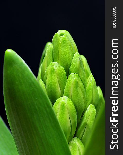 Close up of new leaf isolated on black background