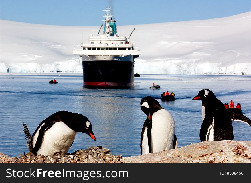 Gentoo Penguin