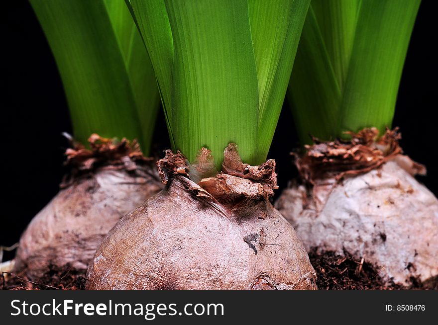 Close up of new leaf isolated on black background