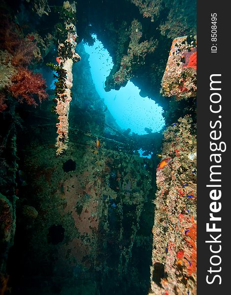 Coral on the Thistlegorm