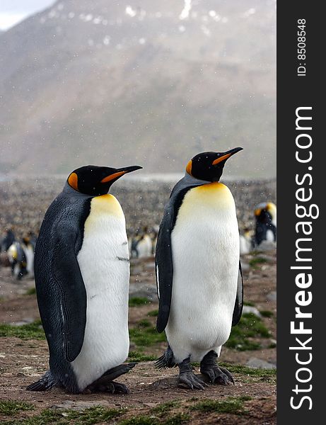 Couple of King penguin in antarctica