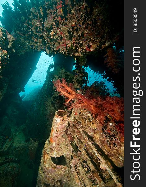 Coral On The Thistlegorm