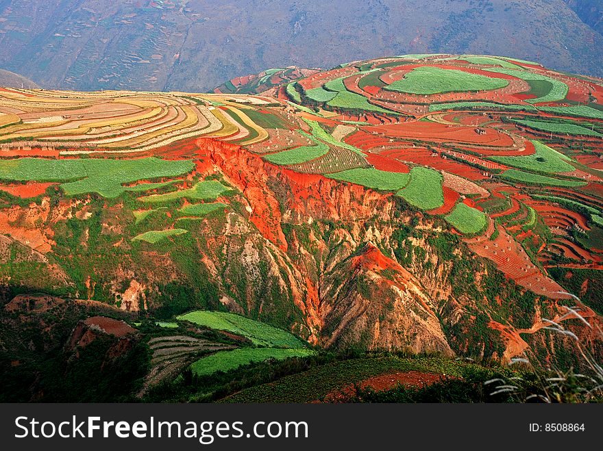 Cultivated Red Soil with Colorful Crops