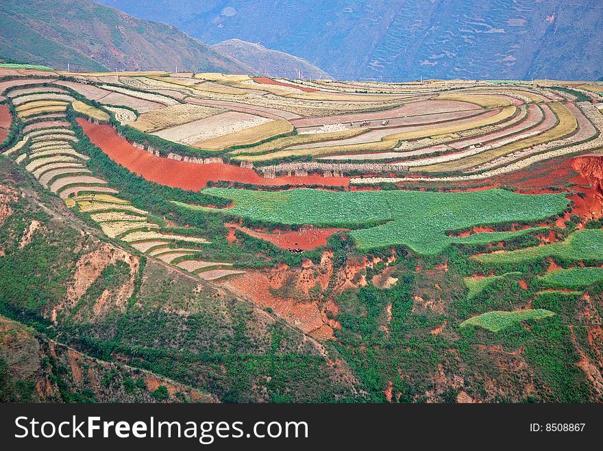 Cultivated Red Soil with Colorful Crops