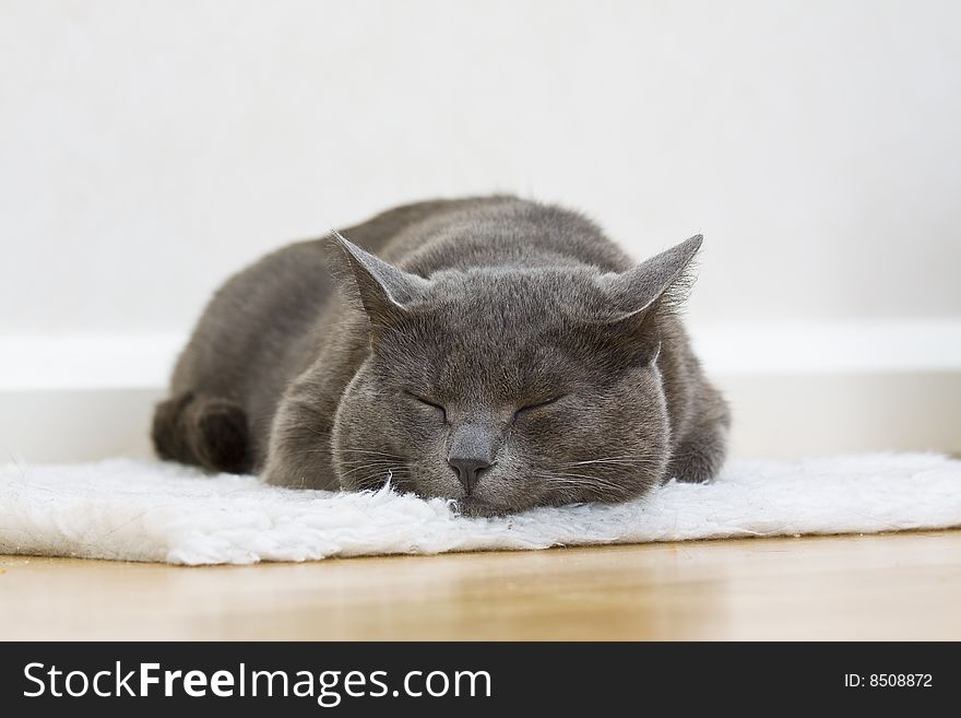 Portrait of a sleepy kitten cat lying on the white carpet. Portrait of a sleepy kitten cat lying on the white carpet