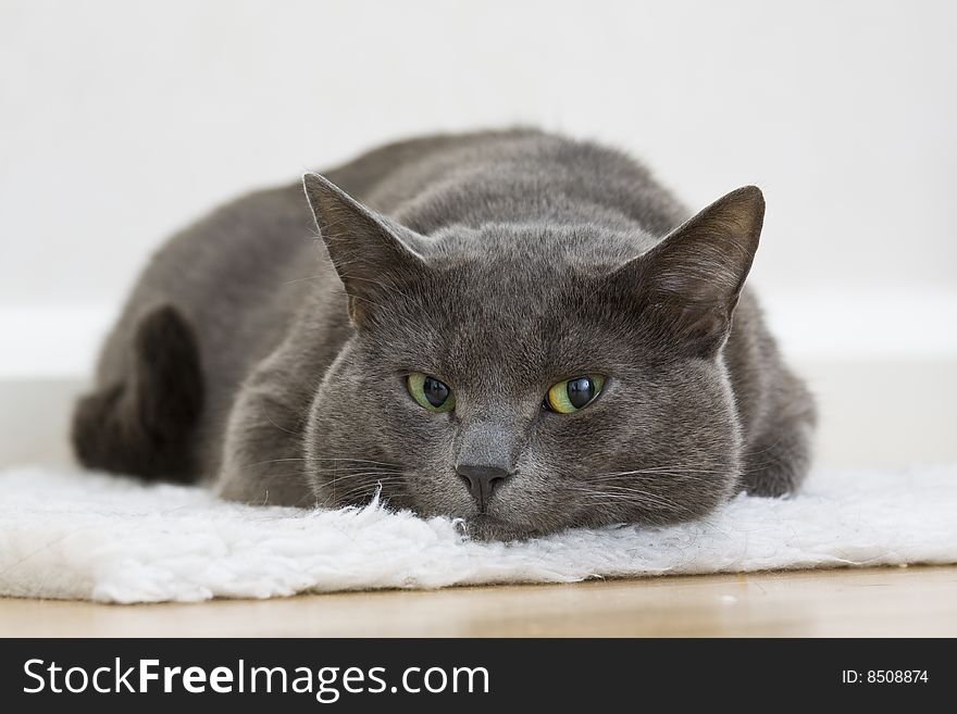 Portrait of a kitten cat lying on the white carpet. Portrait of a kitten cat lying on the white carpet