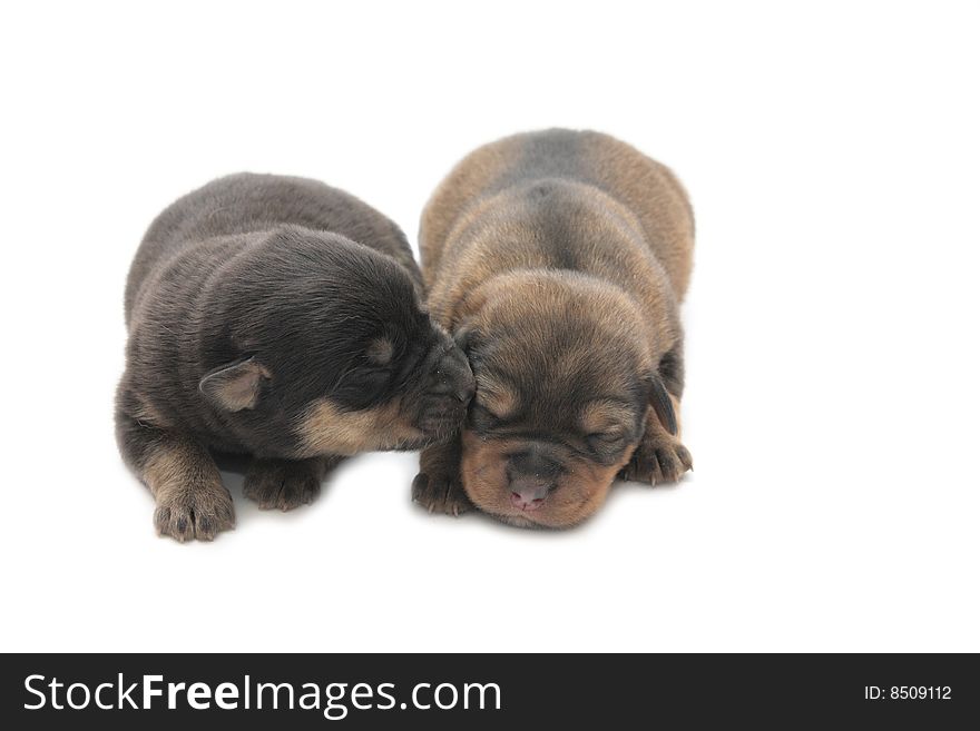 Two small blind puppies on a white background