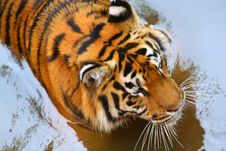 Tiger In The Water Stock Image