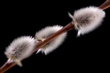 WIllow Buds Royalty Free Stock Images WIllow Buds Royalty Free Stock Images