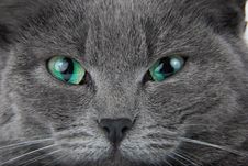 Grey Cat Royalty Free Stock Photography