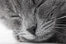 Grey Kitten Royalty Free Stock Photography