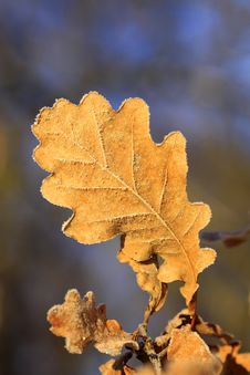 Frozen Leaf Stock Photography Frozen Leaf Stock Photography