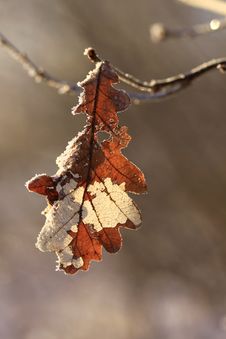 Frozen Leaf Royalty Free Stock Images Frozen Leaf Royalty Free Stock Images